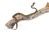 Beautiful Pit Viper Crawling Up Branch