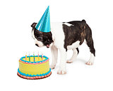 Birthday Dog Blowing Out Candles