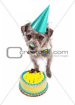Birthday Dog Eating Cake