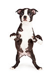 Black and White Boston Terrier Puppy Begging