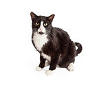 Black and White Shorthair Cat Sitting Looking Forward