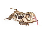 Black and White Tegu Sticking Out Forked Tongue