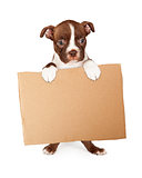 Boston Terrier Puppy Holding Blank Cardboard Sign