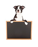 Boston Terrier Puppy Holding Blank Chalkboard
