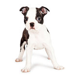 Boston Terrier Puppy Looking at the Camera