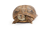 Box Turtle Front View