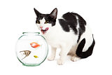 Cat Hungry For Pet Fish