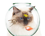 Cat Looking Into Bowl of Pet Fish
