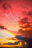 flocks of starlings flying into a red yellow sunset sky