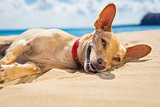 relaxing dog on the beach