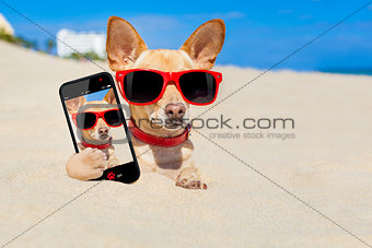 dog selfie buried in sand