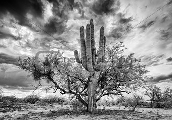 Saguaro and Mesquite Nurse Tree