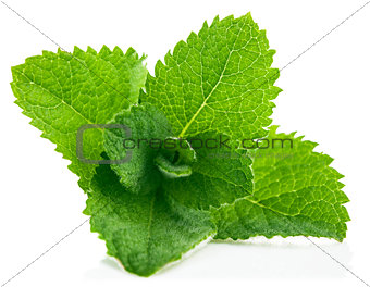 Fresh leaf mint