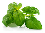 Fresh green leaf basil