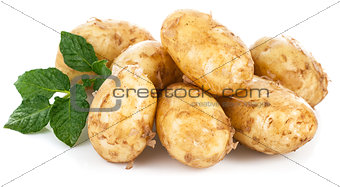 New potatoes with green leaves