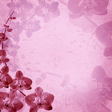 orchids  pink texture