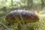 Closeup big mushroom