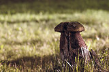 Wooden sculpture of mushroom