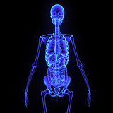 Skeleton with digestive system