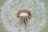 close up of Dandelion with abstract color