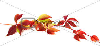 Red autumn branch of grapes leaves
