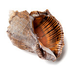 Shell from rapana venosa