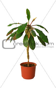 Houseplant - euphorbia a potted plant isolated over white