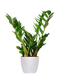 Houseplant - Zamioculcas a potted plant isolated over white