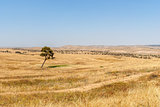 Lonely tree, Negev Desert