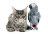 African grey parrot and cat