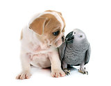 parrot and puppy