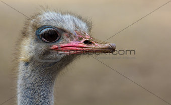 Portrait of an ostrich.