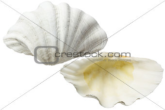 White Sea Shells
