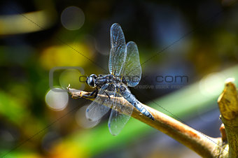 Dragonfly (Libellula depressa) close-up sitting on a branch 
