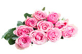 pink  rose buds