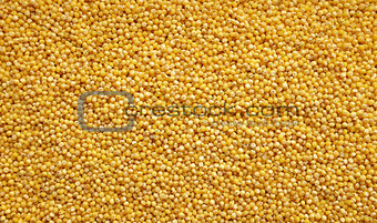 Millet grains background