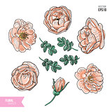 Briar rose color sketch set