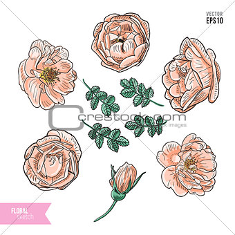 Briar rose color sketch set