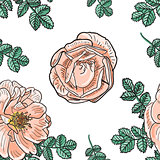 Briar rose color sketch seamless