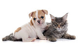 puppy french bulldog and cat