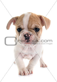 puppy french bulldog