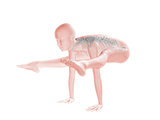 3D female figure with skeleton in yoga position