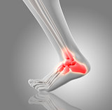 3D render of a close up of a foot with bone