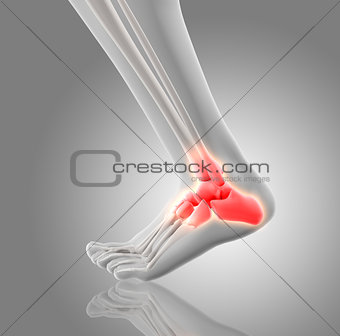 3D render of a close up of a foot with bone