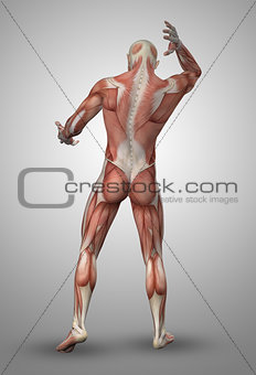3D male figure with muscle map