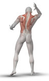 3D male figure with partial muscle map