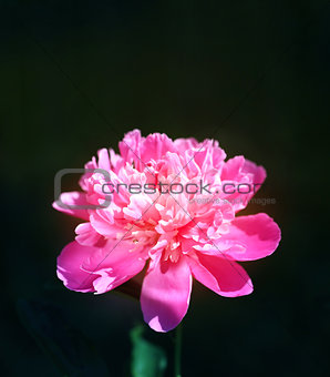 Picture perfect peony