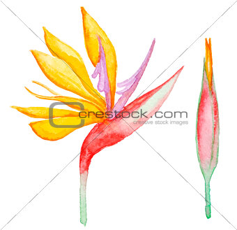Watercolor tropical flower