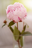 Attractive Pink Peony Flower Plant on a Stem