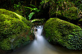 Small stream flowing through green moss covered rocks. New Zealand